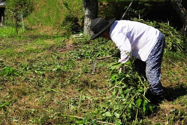 雑草駆除は道具を使って賢く安く終わらせよう！コツや対策も解説