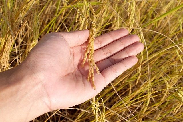 田んぼの畔も草刈りをしよう！虫を予防するためのコツについても紹介