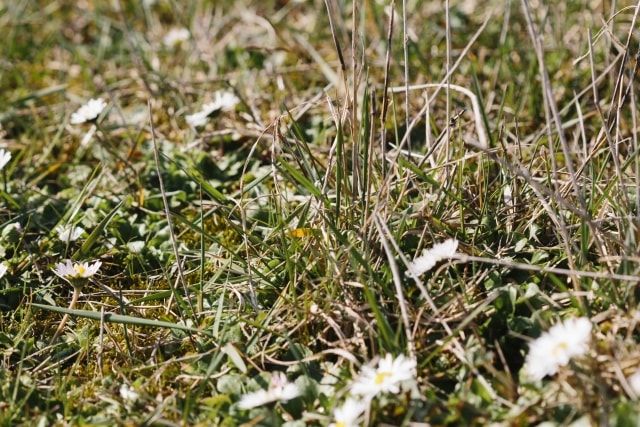 芝生が根腐れを起こす原因は水はけの悪さ。水はけの改善方法を紹介