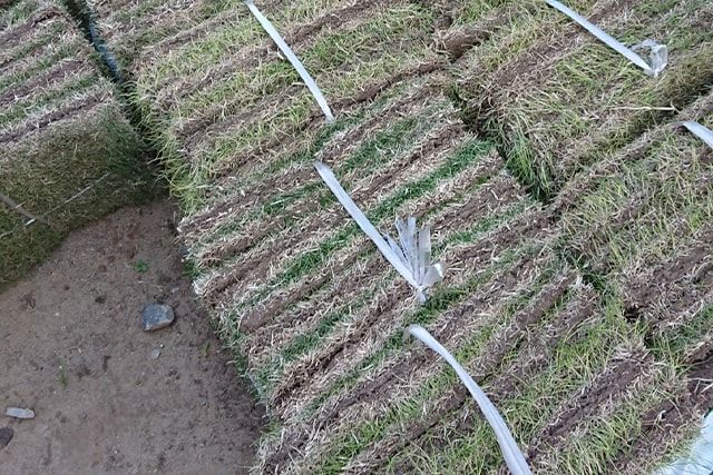 雑草だらけの庭をDIYで変身！雑草の生えにくい庭づくりをする方法は？