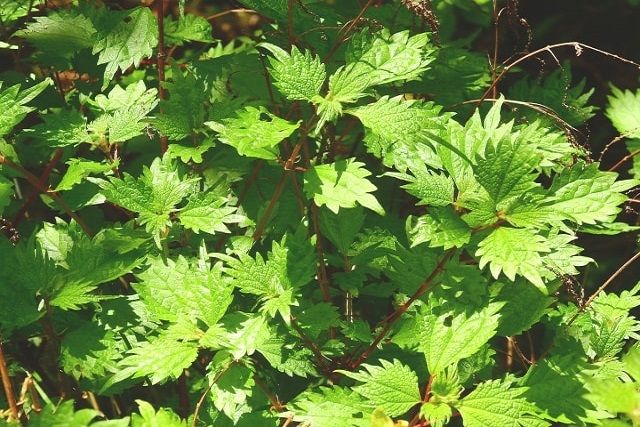除草するときは雑草のトゲに要注意！雑草に触れない除草方法も紹介