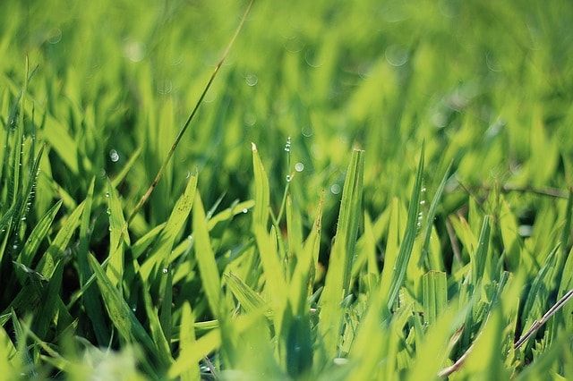 芝生の手入れは2月も重要！春に向けて今から準備をはじめましょう！