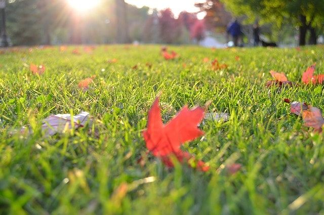 木酢液は芝生の肥料&農薬になる！自然由来の成分で芝生を元気に！