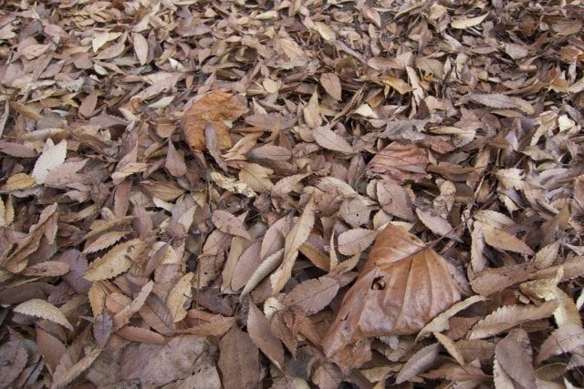 人工芝の落ち葉掃除には竹ぼうきがおすすめ！ほかの便利道具も紹介