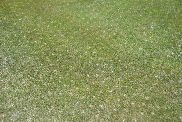 芝生のわかめを生えにくくするには