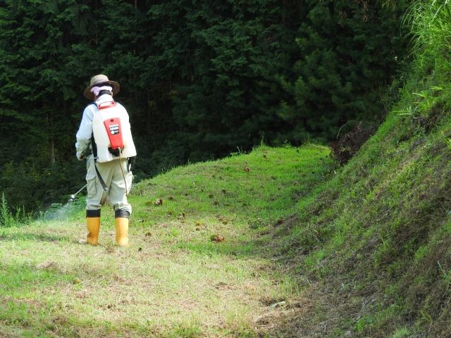 ヤブガラシの駆除は根まで確実にやろう
