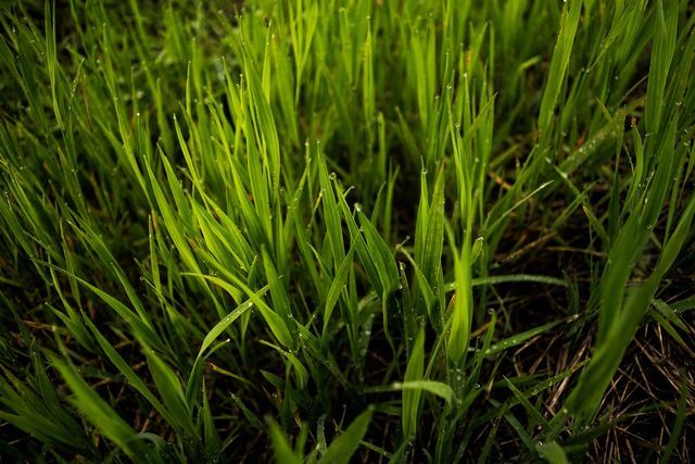 芝生の手入れ（冬）②寒地型芝の場合