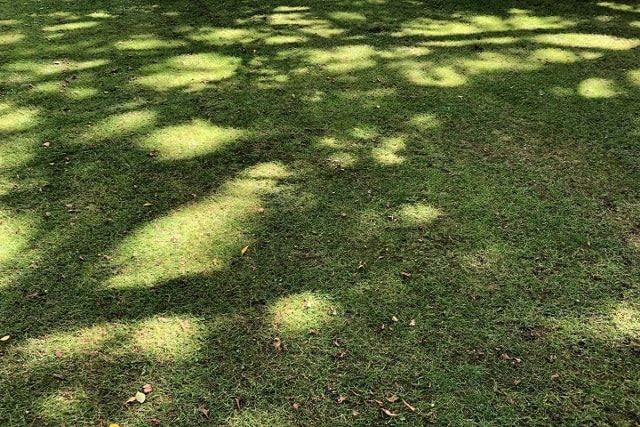 芝生のサッチングで使う道具3選！労力と時間を減らせる方法もご紹介