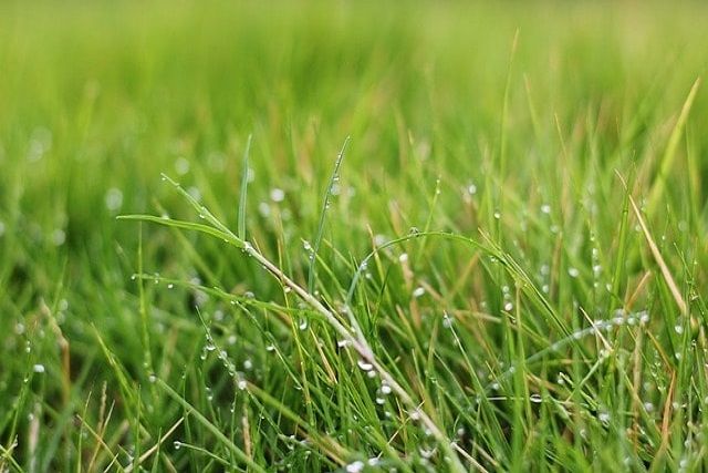 芝刈りの長さは芝生の種類で変わる！正しい刈り方で芝生を健康に！