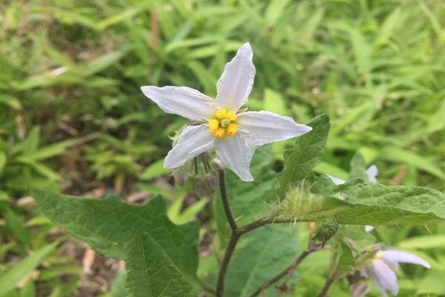 ワルナスビの駆除方法を紹介。やり方を間違えると増殖するかも！？ 