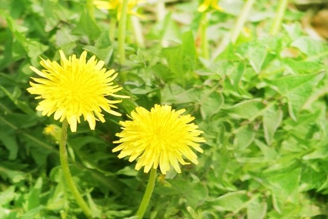 芝生の草取りから解放される方法！雑草が生えてこなくなる除草剤とは