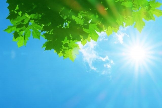 寒さに強いケンタッキーブルーグラスの育て方と夏季の手入れを紹介！