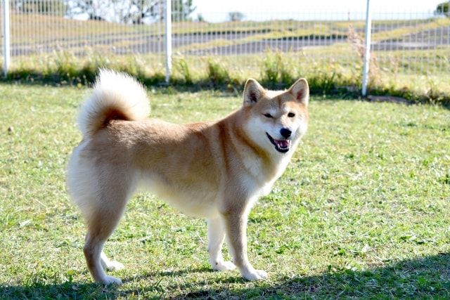 ドッグランに芝生を敷きたい！管理が大変なら人工芝という手段も