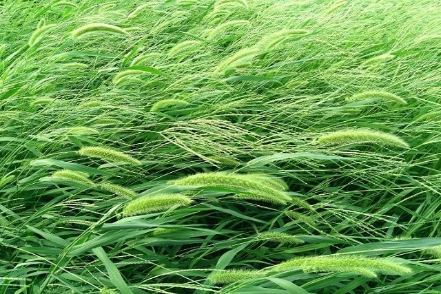 土壌処理剤を使って雑草が生えにくい土を作ろう！まくときのコツを紹介