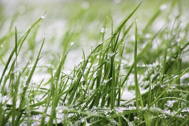 芝生の手入れは2月も重要！春に向けて今から準備をはじめましょう！