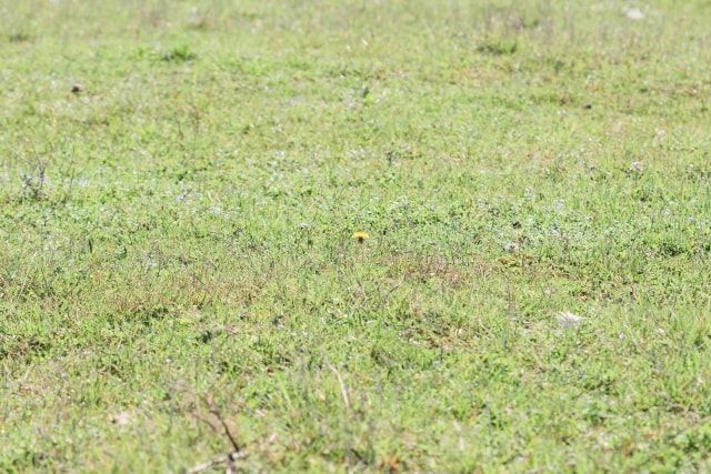 芝生からランナー（匍匐茎）が生えても大丈夫！正しいお手入れとは