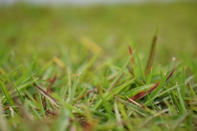 芝生と雑草の見分け方には何がある？特徴を知って雑草を駆除しよう