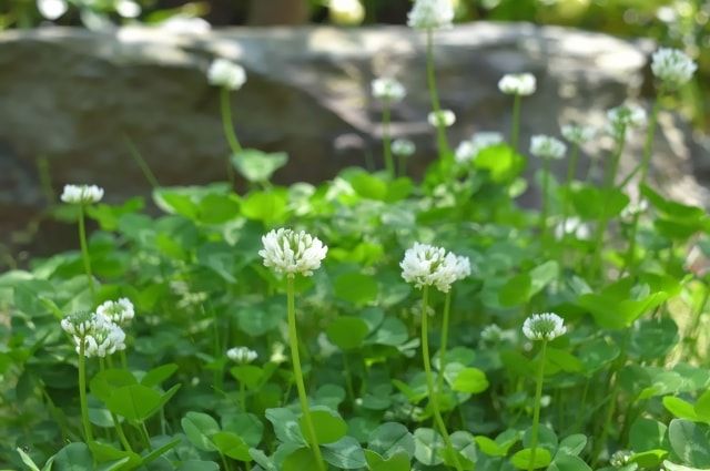 「雑草対策」のクローバー活用法と「雑草」のクローバー駆除法を解説 