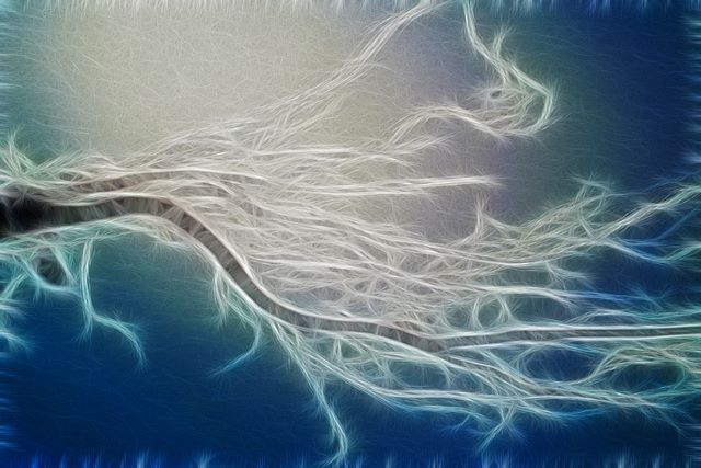 雑草を地下茎まで駆除する方法