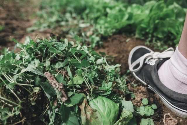 畑の雑草の処理方法！効果的で安全な駆除方法と雑草の活用術をご紹介