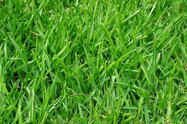 芝生の草取りから解放される方法！雑草が生えてこなくなる除草剤とは