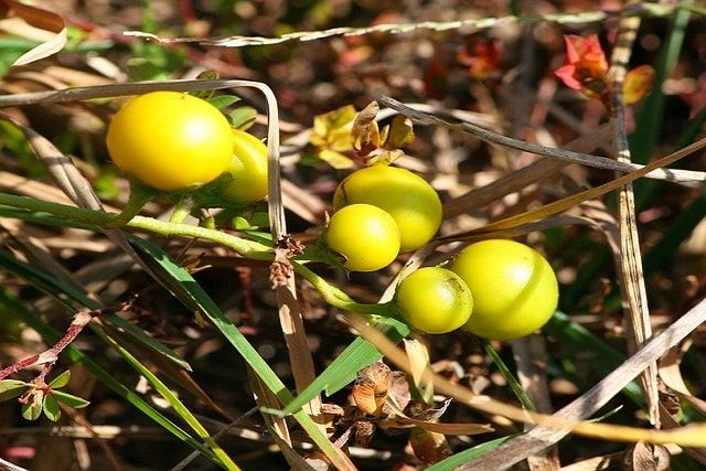 ワルナスビの駆除方法を紹介。やり方を間違えると増殖するかも！？ 