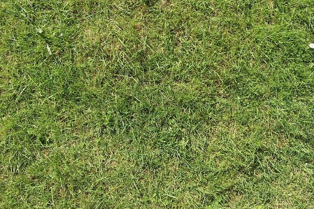 芝生の秋の手入れを種類ごとに分けて紹介。今からでも芝を張れる！