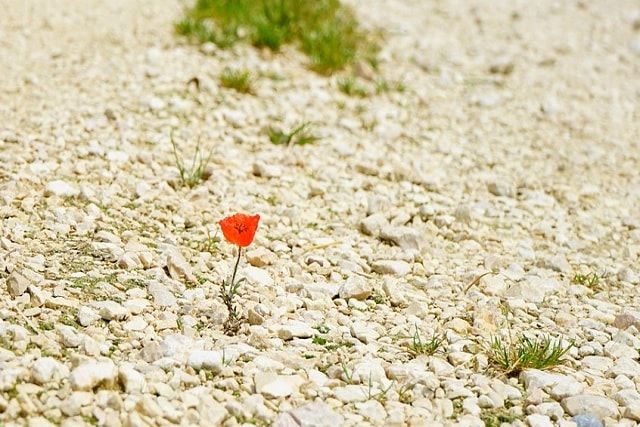 砂利の価格は種類で違う！予算内で庭を砂利敷きするポイントをご紹介