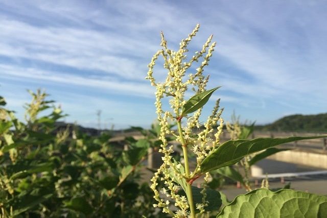 イタドリの駆除は一筋縄ではいかない！除草剤を使うときのコツを紹介