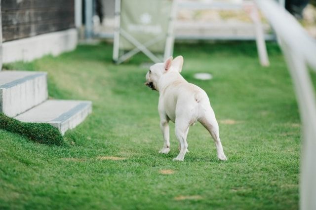 ドッグランに芝生を敷きたい！管理が大変なら人工芝という手段も