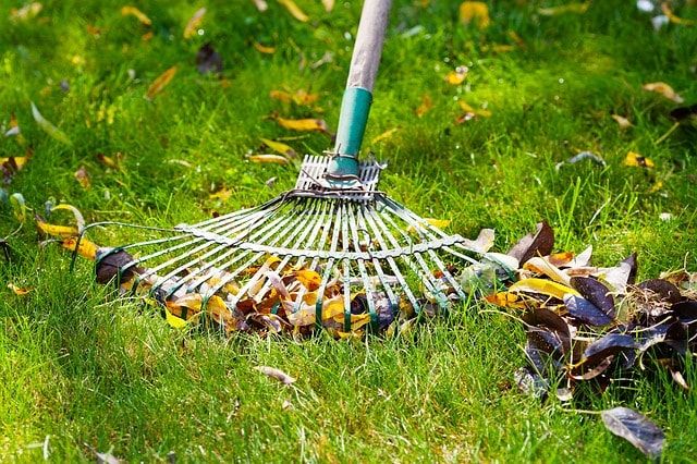 芝生にマダニや害虫が発生する原因と対策法！日ごろのお手入れも大切