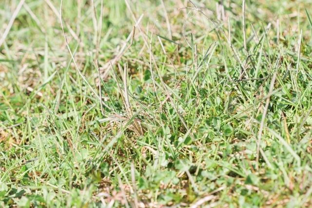 芝生のサッチングで使う道具3選！労力と時間を減らせる方法もご紹介
