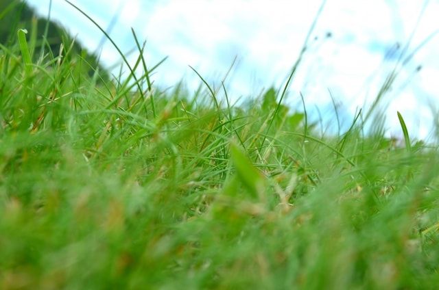 雑草駆除は道具を使って賢く安く終わらせよう！コツや対策も解説