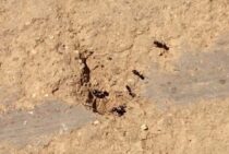 蟻のトラップは殺虫剤を使わずに作れる！作り方と2種類の餌を紹介