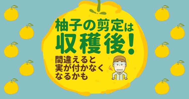 柚子の剪定する時期を知ろう!剪定方法から育て方までを解説