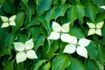 ヤマボウシを害虫から救おう！やっかい者の駆除方法と予防法を紹介！