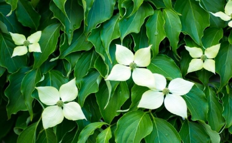 ヤマボウシを害虫から救おう!やっかい者の駆除方法と予防法を紹介!