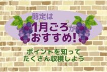 ぶどうの剪定は1月中にやろう！美味しい実をつけさせる方法を紹介