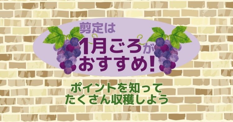 ぶどうの剪定は1月中にやろう!美味しい実をつけさせる方法を紹介