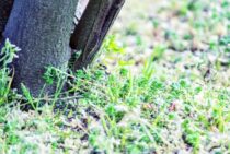 大量の雑草をまとめて除草しよう！雑草を生えにくくする方法も紹介