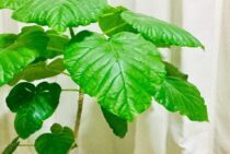 ウンベラータの剪定方法をご紹介！性質を理解して理想の形にしよう