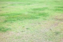 丸い芝生の剥げはタマナヤガのしわざ！適切な時期に薬剤でやっつけよう