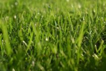 芝生の端をカットしてきれいに！キワ刈りの方法と道具をご紹介！