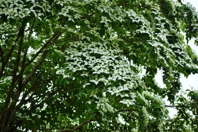 ヤマボウシは本来虫がつきにくい木