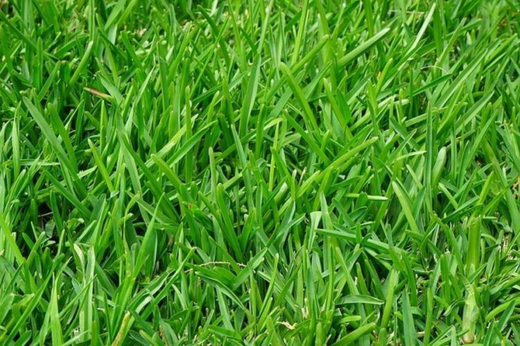 芝生の5月のお手入れ方法を解説!芝生の緑色を楽しむためのコツとは