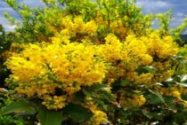 ヒイラギナンテンの剪定は意外と簡単！時期やポイントなどを徹底解説