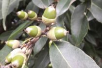 シラカシを生垣にして目隠しにしよう！生垣をキレイに保つコツも紹介