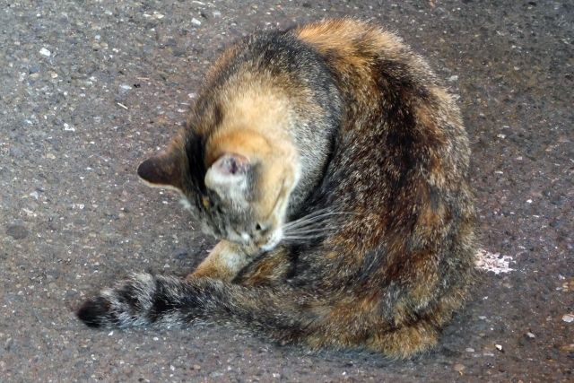 おもなノミの種類とその特徴を知ろう