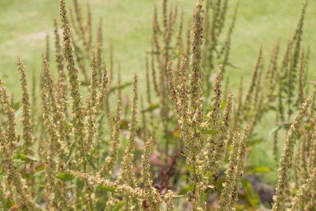 ギシギシという雑草を駆除したい！防除の難しい雑草を駆除するには
