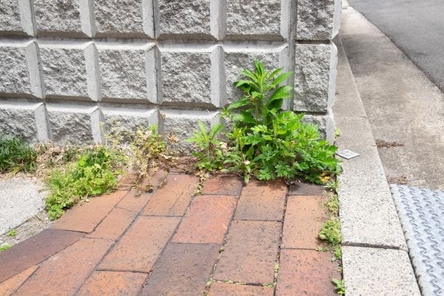 大量の雑草をまとめて除草しよう！雑草を生えにくくする方法も紹介